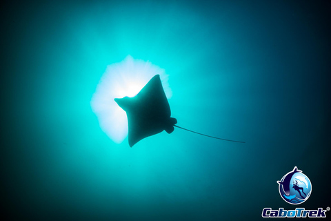 Safari z rurką Mobula RayPrywatne safari z rurką Mobula Ray