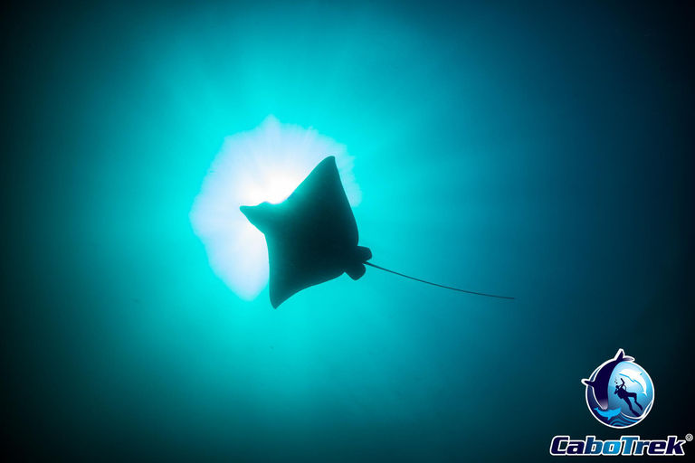 Safari z rurką Mobula RayPrywatne safari z rurką Mobula Ray