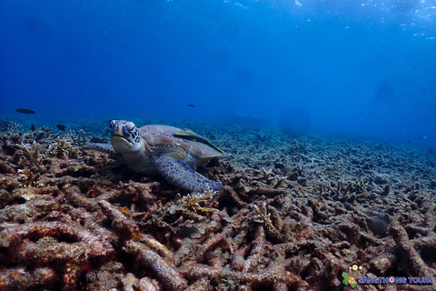 Koh Tao: Excursão de um dia com mergulho com snorkel nas ilhas e almoçoKoh Tao: Ilhas Snorkeling Destaques Day Tour &amp; Almoço