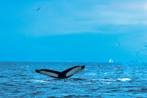 Au départ de Tromsø : Safari d&#039;observation des baleines en semi-rigide à Skjervøy