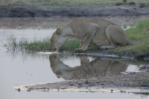 Kasane: 1 day Chobe NP Safari with Boat Cruise and Lunch