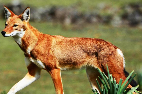 From Addis Ababa:-3Days Bale mountains tour-with flight