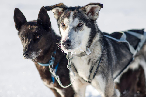 Passeio de 4 horas de trenó puxado por cães em Finnmarksvidda