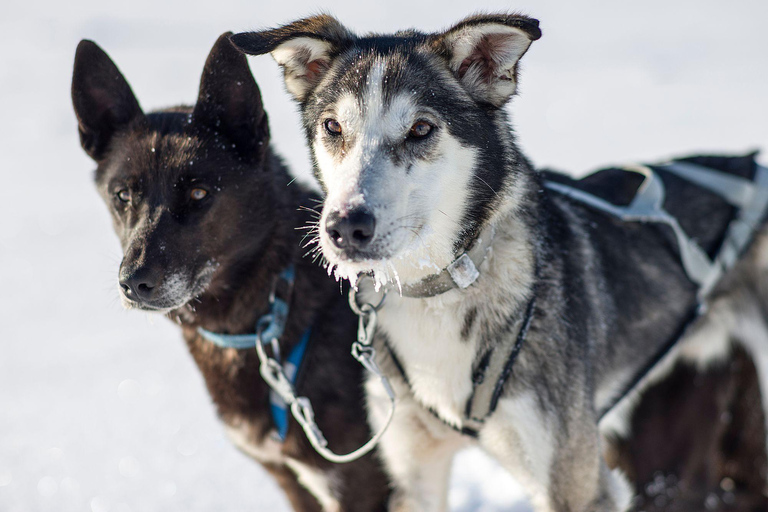 4 uur hondensledetocht op Finnmarksvidda