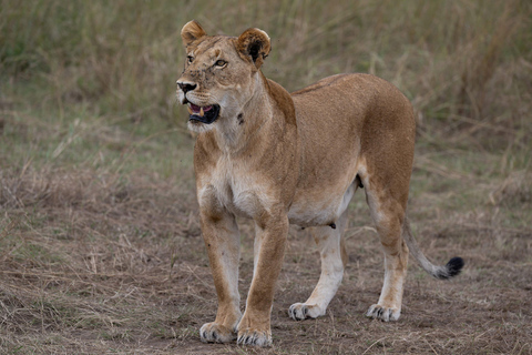 Nairobi: Safari de 3 dias em Maasai Mara com alojamento.AW