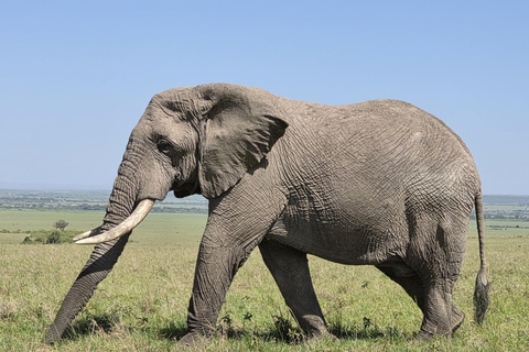 3-Day Masai Mara with Spanish, Italian or French Guide