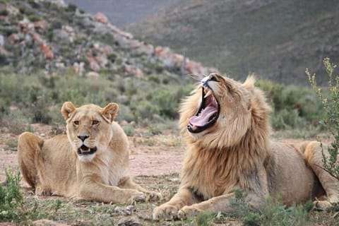 Cape Town: Aquila Big Five Safari with Private Transfers
