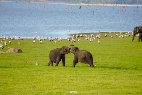 Kaudulla: tour di safari con gli elefanti al tramonto e visite alla fauna selvatica