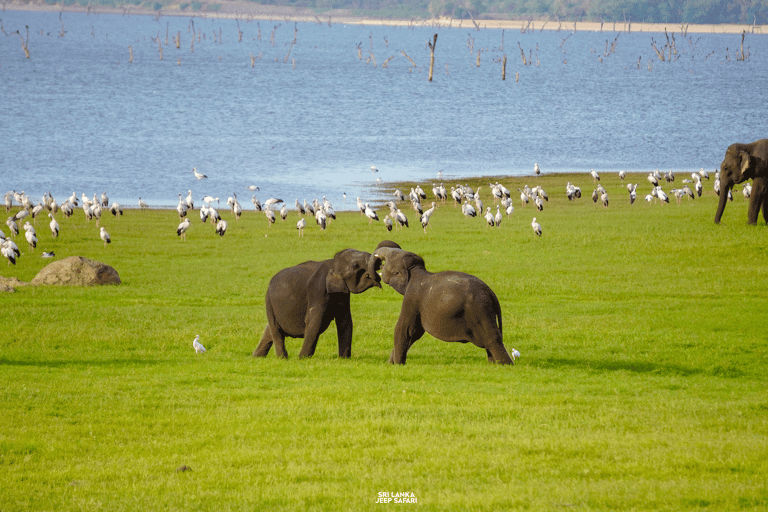 Kaudulla: tour di safari con gli elefanti al tramonto e visite alla fauna selvatica