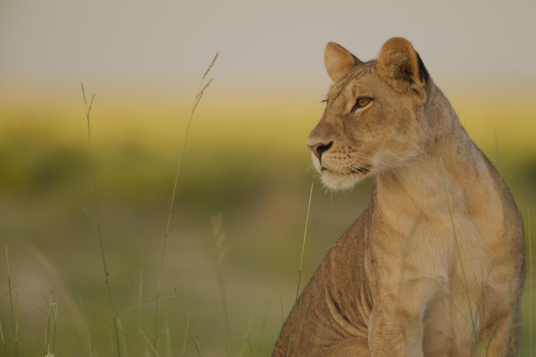 Kasane: 1 day Chobe NP Safari with Boat Cruise and Lunch