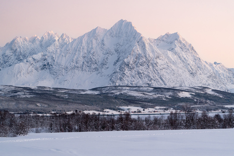 Von Tromsø aus: Lustiges und einfaches HundeschlittenabenteuerHundeschlittentour um 08:10 Uhr