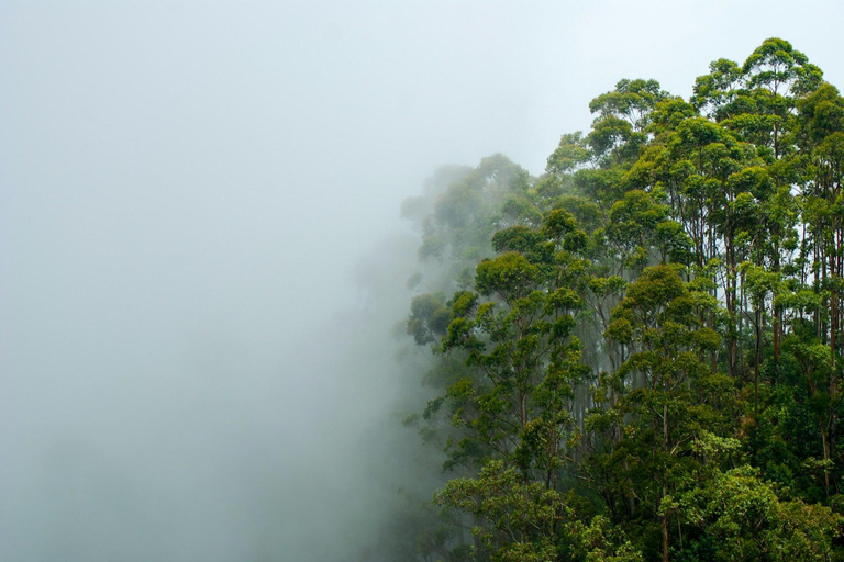 Galle: Kanneliya Rainforest , Jungle Beach & Craft Tour