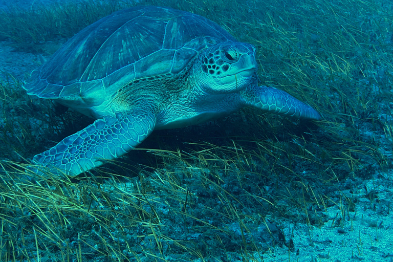 Curso de mergulho para iniciantes na área das tartarugas em TenerifeCurso de mergulho privado para iniciantes no parque natural de Tenerife