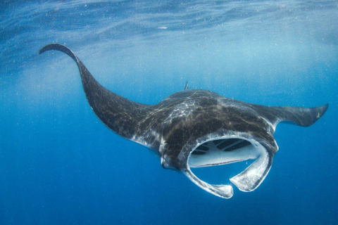 Cancun: Whale Shark Swim and Isla Mujeres Snorkeling Tour