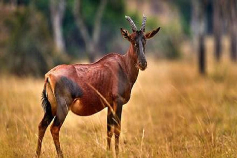 Uganda: 6-Day Gorilla, Chimpanzee, and Golden Monkey Tour