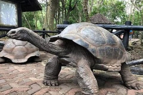 Zanzibar: Divovske kopnene kornjače i obilazak špilje Salaam s morskim kornjačama – 2026 (provjerene recenzije)