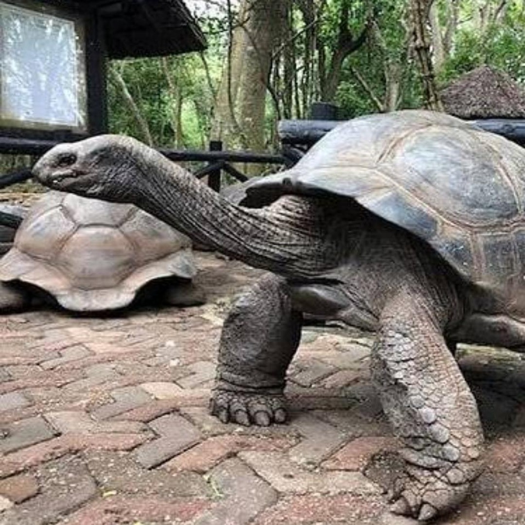 ザンジバル：巨大陸亀とサラーム洞窟海亀ツアー | GetYourGuide