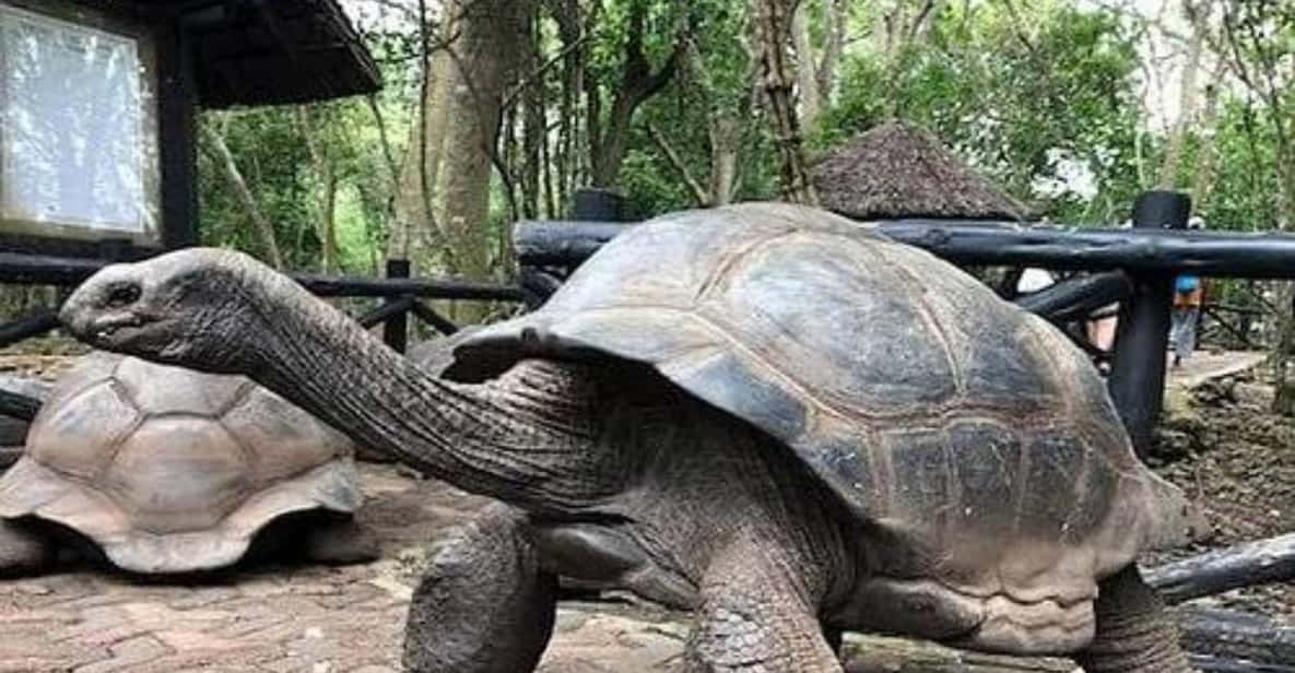 ゾウ　亀三種 98.jpg