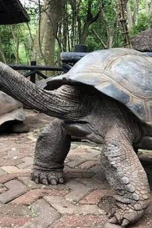 ザンジバル：巨大陸亀とサラーム洞窟海亀ツアー | GetYourGuide