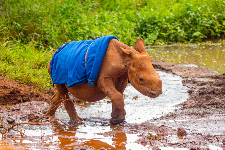 Nairobi: David Sheldrick Olifantenkwekerij Tour