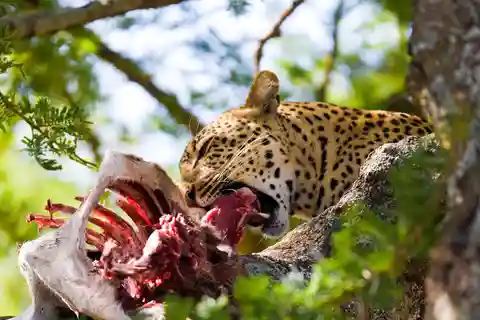 Nairobi: Day Trip to Maasai Mara Reserve & Maasai village
