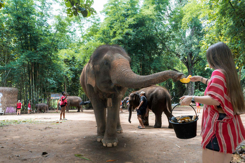 Chiang Mai : Visite d'une jounée du parc écologique des éléphants de Kerchor et trekking