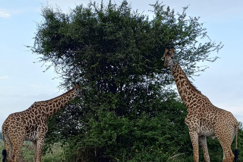 Parque Nacional de Nairobi: medio día en safari para ver leones y rinocerontesParque Nacional de Nairobi: tour privado de medio día