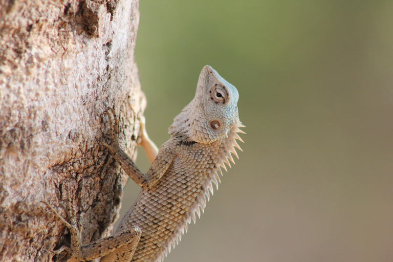 Från: Hikkaduwa/ Galle/ Unawatuna/ Talpe - YALA Safari