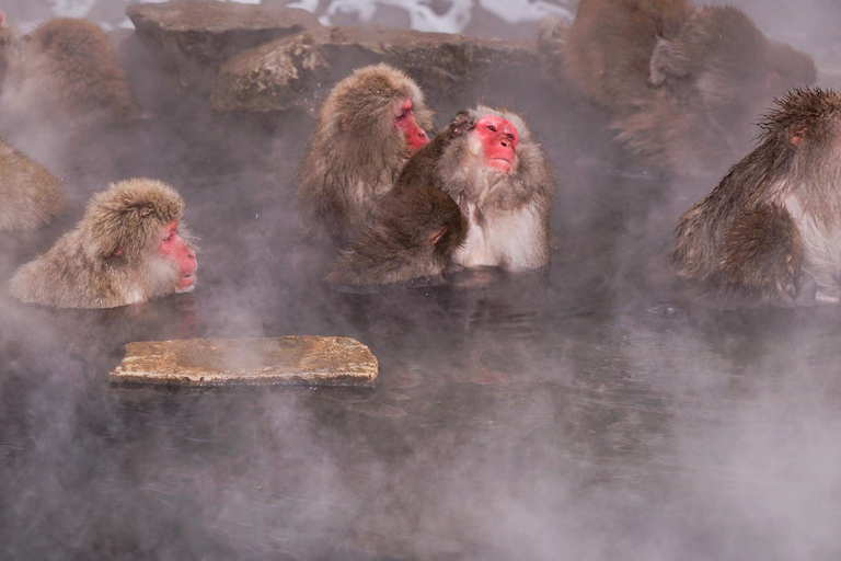 Nagano Tokyo: Snow Monkey Private Day Tour Hotel Pick & Drop Snow Monkey Private Day Tour Hotel Pick & Drop Off In Crown