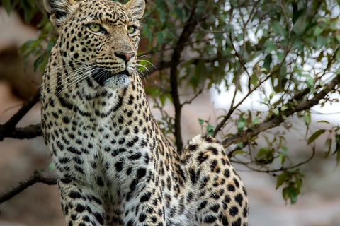 Safari económico en PilanesbergAtardecer de 3 días