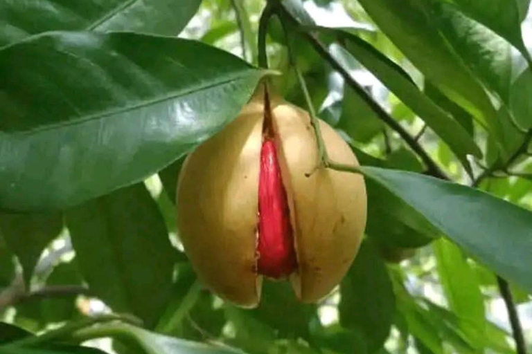 Zanzibar: Spice Farm, Stone Town or Jozani Forest with lunch Spice Farm Experience with lunch – (No Transport)