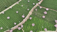 Panda Leshan Giant Buddha Tea Mountain view /Tea experience - Housity