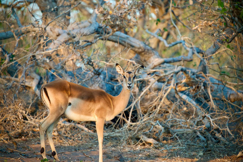Excursión de un día a Chobe