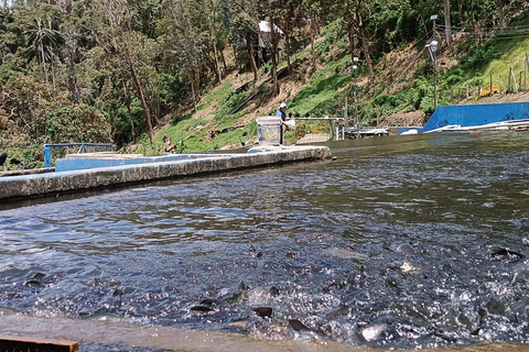 Salento: Cocora Valley, Catch Trout for Lunch & Play Tejo