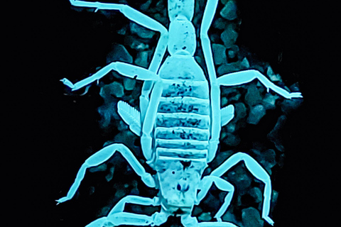 Namib Desert Night Walk