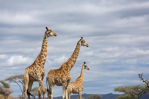 Safari di lusso di 4 giorni nel Parco Nazionale di Amboseli