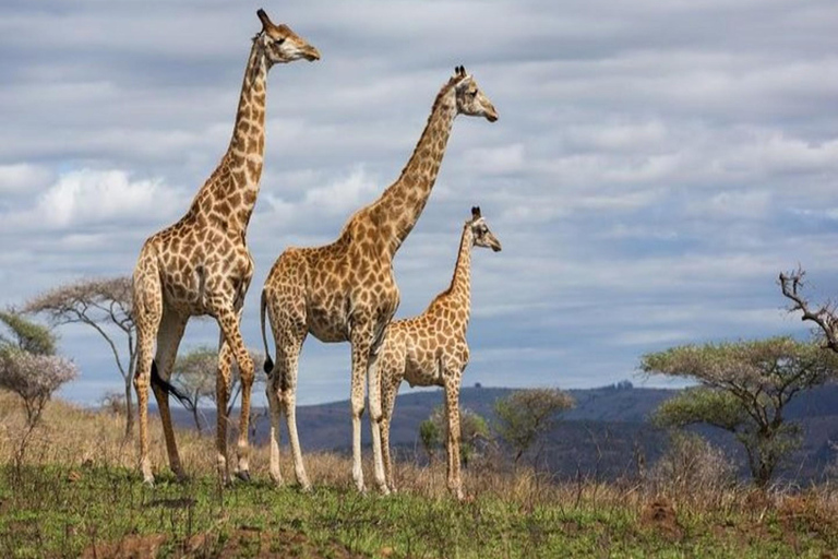 Safari di lusso di 4 giorni nel Parco Nazionale di Amboseli