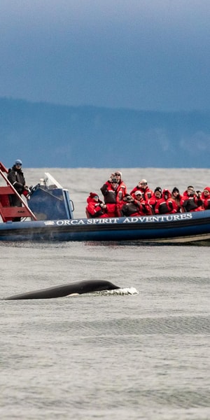 Vancouver: Seaplane to Victoria and Whale Watching Day Trip | GetYourGuide