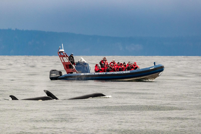 From Vancouver: Victoria Seaplane & Whale Watching Day Tour Victoria Whale Watching Afternoon Tour in Covered Vessel