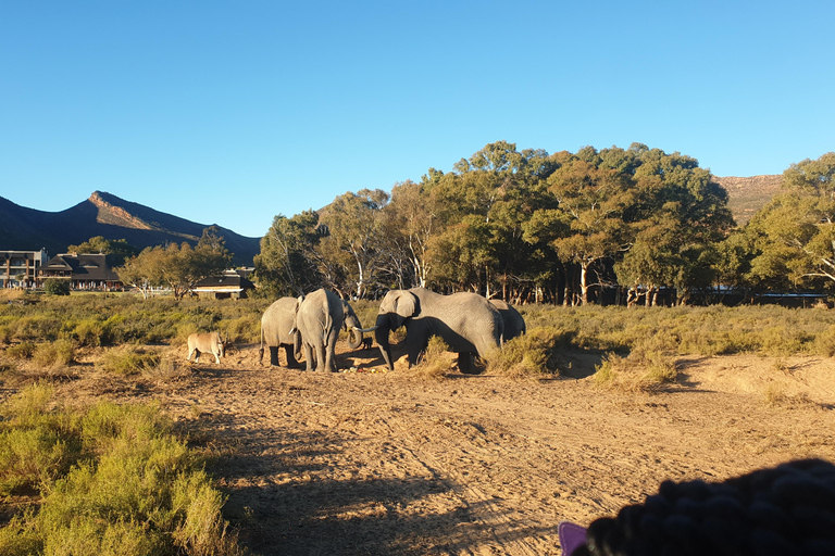 Cape Town: Cape Town Big Five Sunset Safari with Snacks