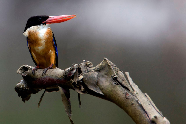 Langkawi: Półdniowa wycieczka Birdwatching Tour
