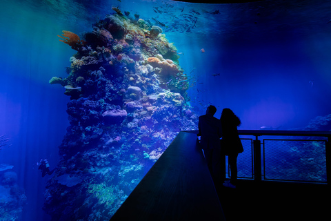 Dresden: Entry fee - 360° panorama "Great Barrier Reef" at Panometer Dresden Dresden: Entrance fee - 360° panorama "Great Barrier Reef" in the Panometer Dresden