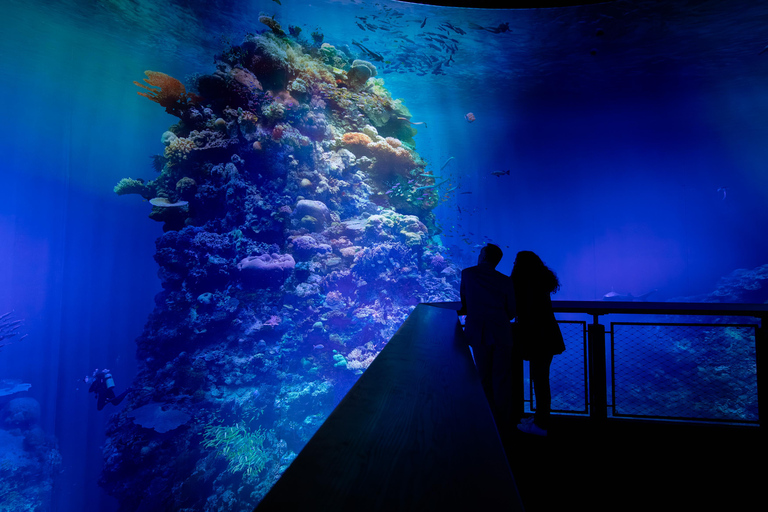 Dresden: Entry fee - 360° panorama "Great Barrier Reef" at Panometer Dresden Dresden: Entrance fee - 360° panorama "Great Barrier Reef" in the Panometer Dresden