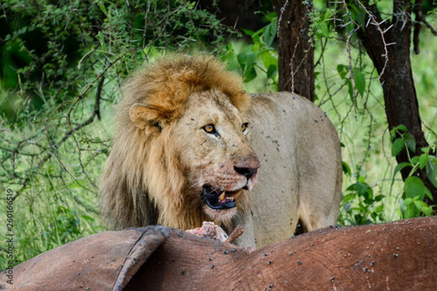 Dar es Salaam: 3-Day Nyerere National Park Safari