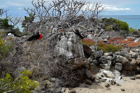 IL MIGLIOR TOUR DI BIRDWATCHING E SNORKELING SULL&#039;ISOLA DI NORTH SEYMOUR