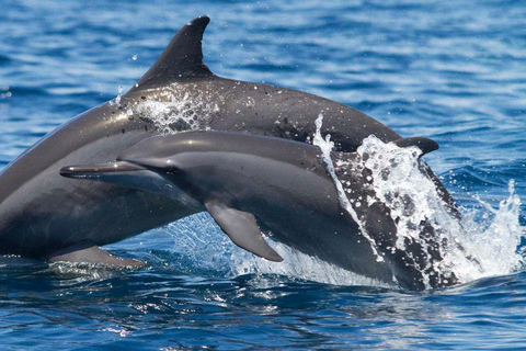 Muscat: Majestic Dolphins – Private Ocean Tour