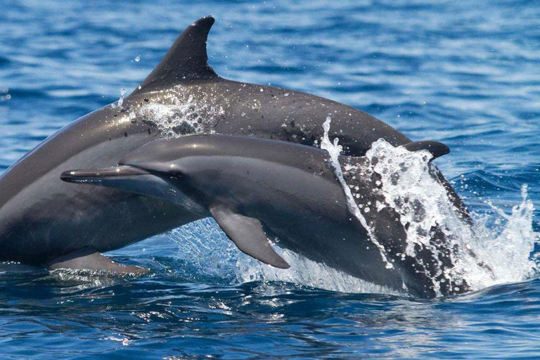 Muscat: Majestic Dolphins – Private Ocean Tour