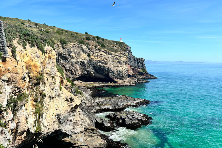 Dunedin City & Otago Peninsula Scenery Day Tour Private Tour