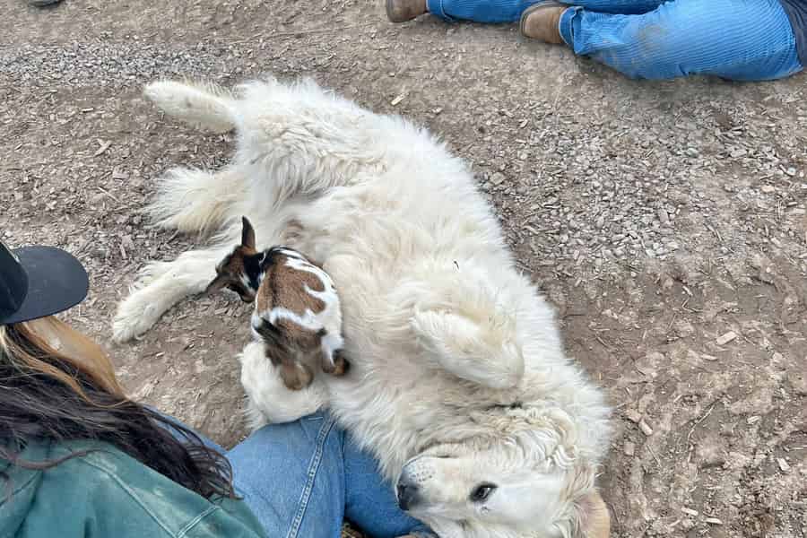 Goats of Glacier Farm: Eintrittskarte & Führung. Foto: GetYourGuide
