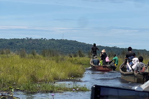 Mabamba Swamp shoebill and birding tour (Female led) Mabamba Swamp shoebill and birding tour(Female led)